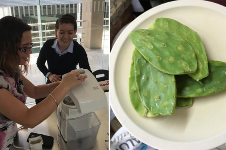 Hulumtuesja meksikane krijon plastikë nga kaktusi