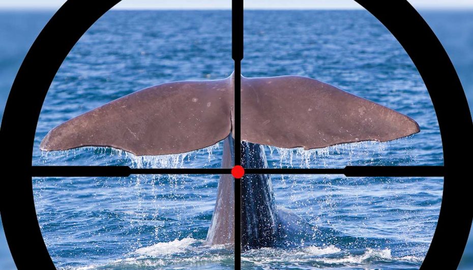 Islanda ndalon gjuetinë e balenave