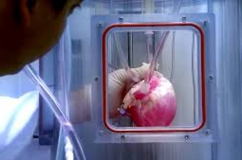 Shkencëtarët kanë sukses në rritjen e rrahjeve të zemrës nga qelizat burimore