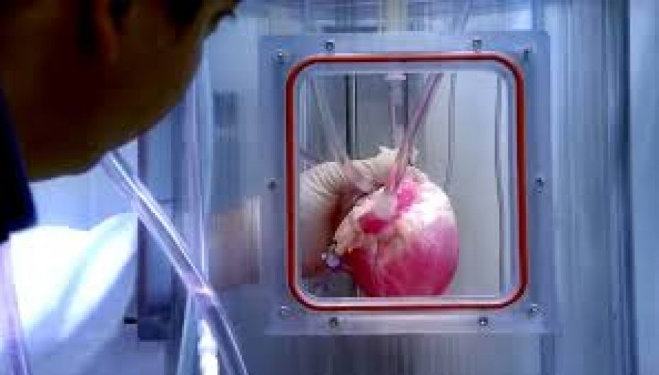 Shkencëtarët kanë sukses në rritjen e rrahjeve të zemrës nga qelizat burimore