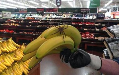 Një merimangë e madhe helmuese gjendet në banane, shkakton panik në supermarket