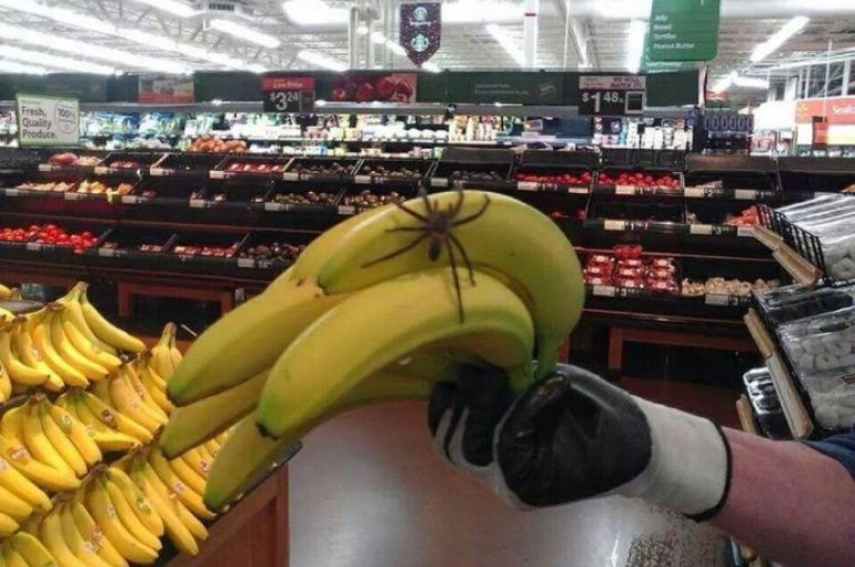 Një merimangë e madhe helmuese gjendet në banane, shkakton panik në supermarket