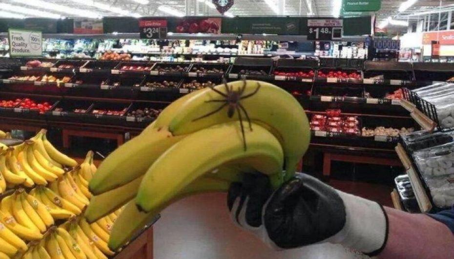 Një merimangë e madhe helmuese gjendet në banane, shkakton panik në supermarket
