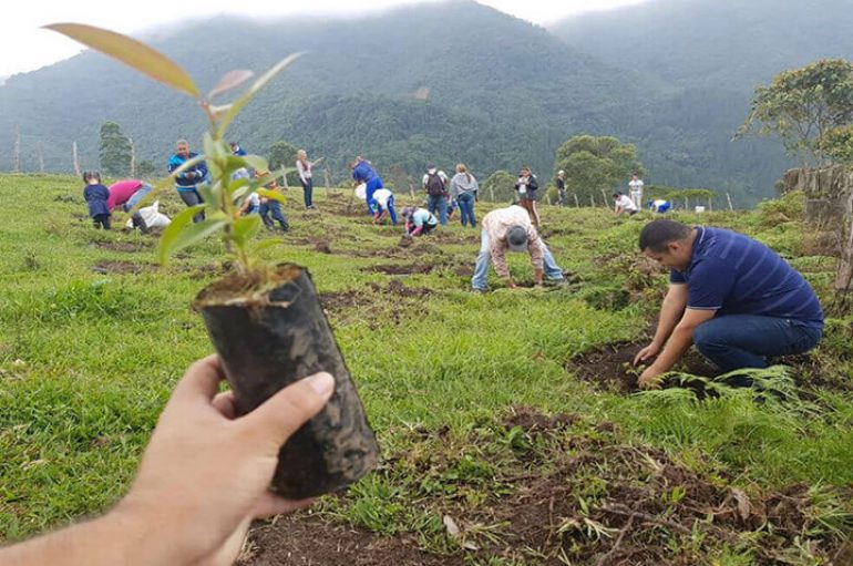 Kolumbianët mbollën 200,000 pemë brenda një dite