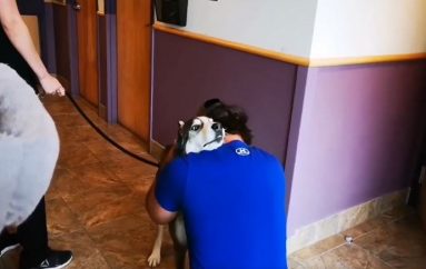 Takimi emocionues i qenit me pronarin e tij pas 4 vjetësh