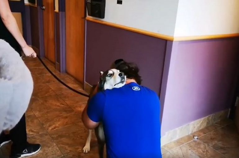 Takimi emocionues i qenit me pronarin e tij pas 4 vjetësh