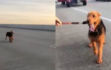 Dhjetra njerëz ndalojnë në autostradë për të shpëtuar një qen