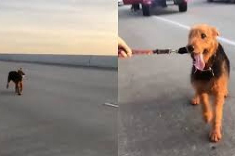 Dhjetra njerëz ndalojnë në autostradë për të shpëtuar një qen