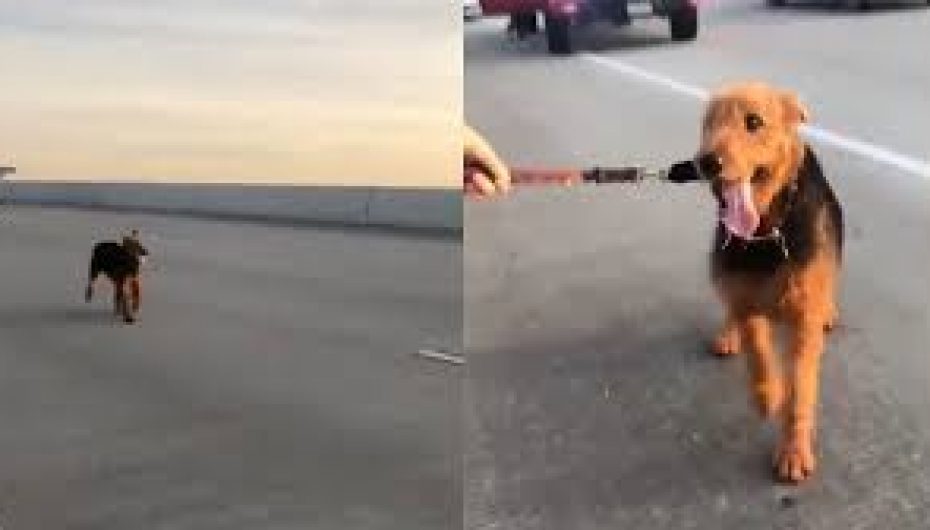 Dhjetra njerëz ndalojnë në autostradë për të shpëtuar një qen