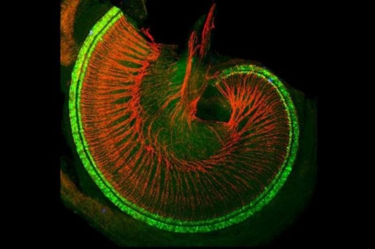 Shtimi i optimizmit: Disa përparime kryesore mjekësore të vitit 2019