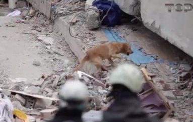 Qentë që shpëtojnë jetë, ja sinjalet që dhanë për të mbijetuarit