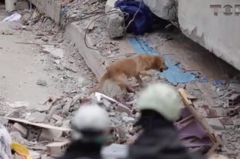 Qentë që shpëtojnë jetë, ja sinjalet që dhanë për të mbijetuarit