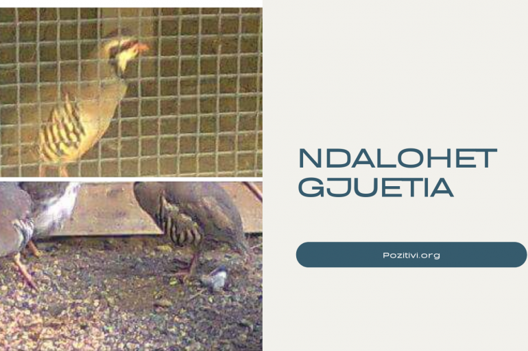 Lajmet e fundit të mira për shpendët, ndalohet gjuetia për 5 vjet të tjera në vend