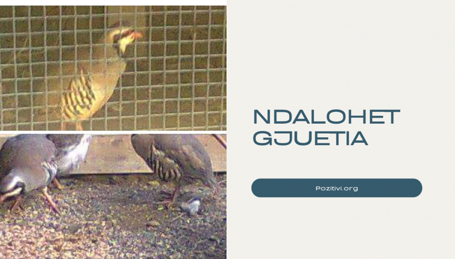 Lajmet e fundit të mira për shpendët, ndalohet gjuetia për 5 vjet të tjera në vend