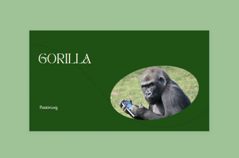 Gorilla e varur nga celularët, vizitorëve iu ndalohen fotografitë