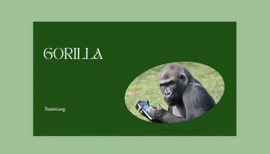 Gorilla e varur nga celularët, vizitorëve iu ndalohen fotografitë