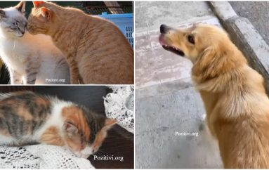 Histori adoptimi! Heronjtë e kafshëve të braktisura dhe Instagrami si një mundësi shpëtimi