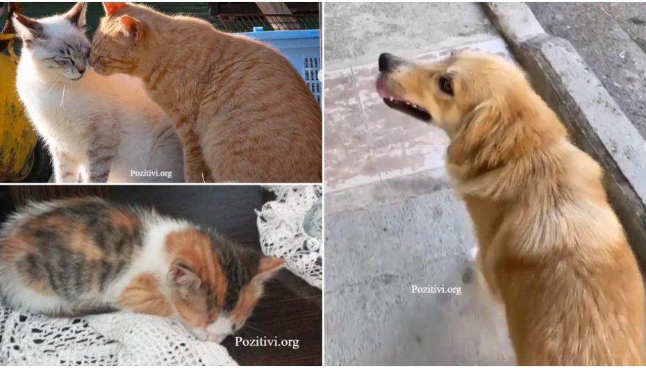 Histori adoptimi! Heronjtë e kafshëve të braktisura dhe Instagrami si një mundësi shpëtimi