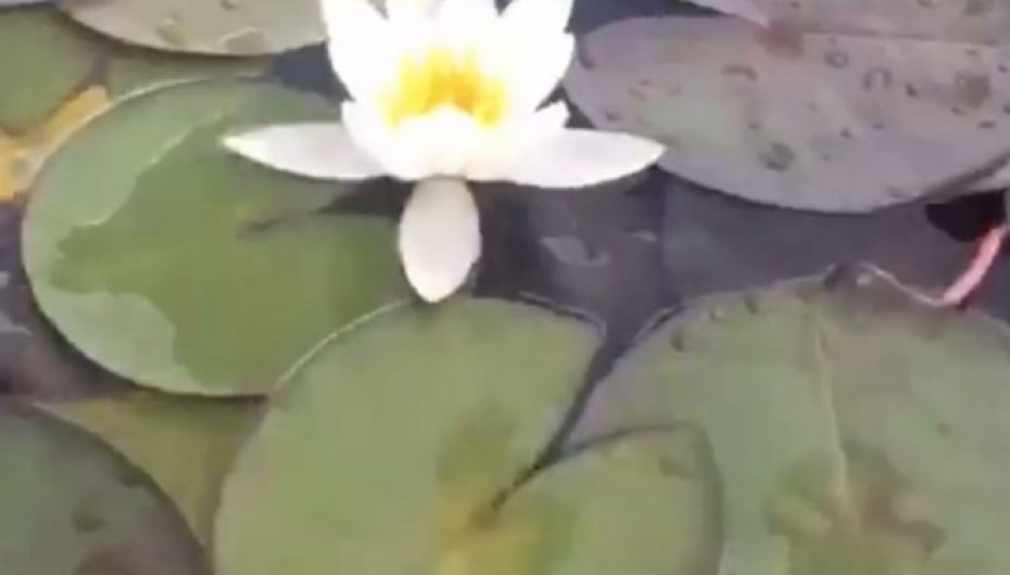 Vizioni perlat malore të Shqipërisë, Liqenet e Lurës