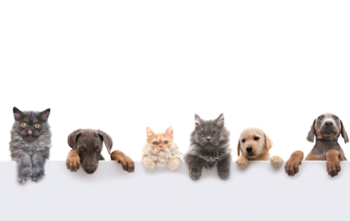 Udhëtimi me kafshë shtëpiake në Evropë në 2026