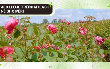 Gruaja e trëndafilave: U kthye pas 20 vitesh dhe mbolli një model