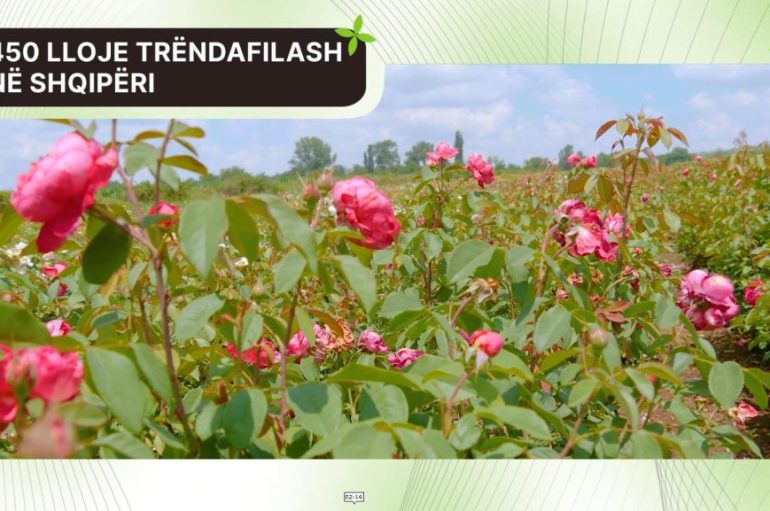 Gruaja e trëndafilave: U kthye pas 20 vitesh dhe mbolli një model