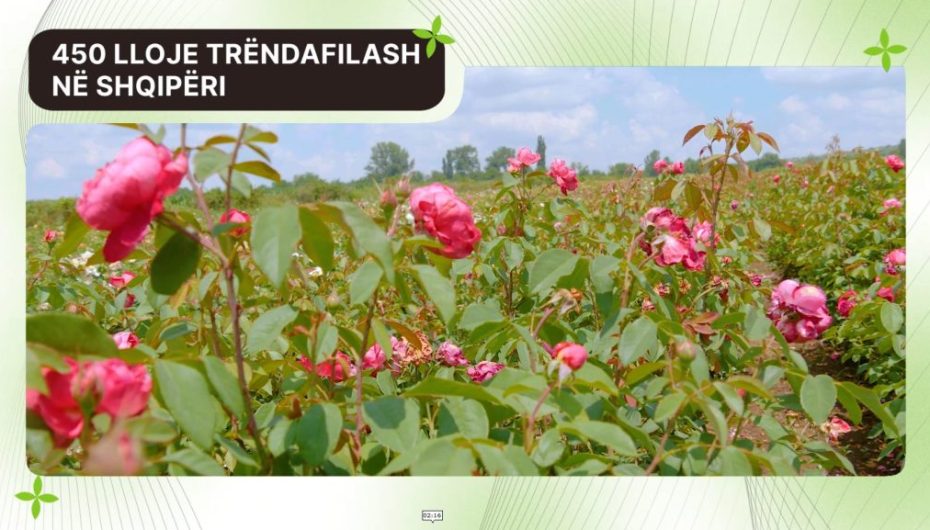 Gruaja e trëndafilave: U kthye pas 20 vitesh dhe mbolli një model
