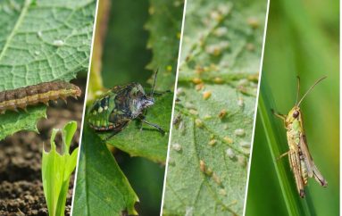 Ndryshimet klimatike dhe bujqësia: Një krizë që po thellohet në heshtje