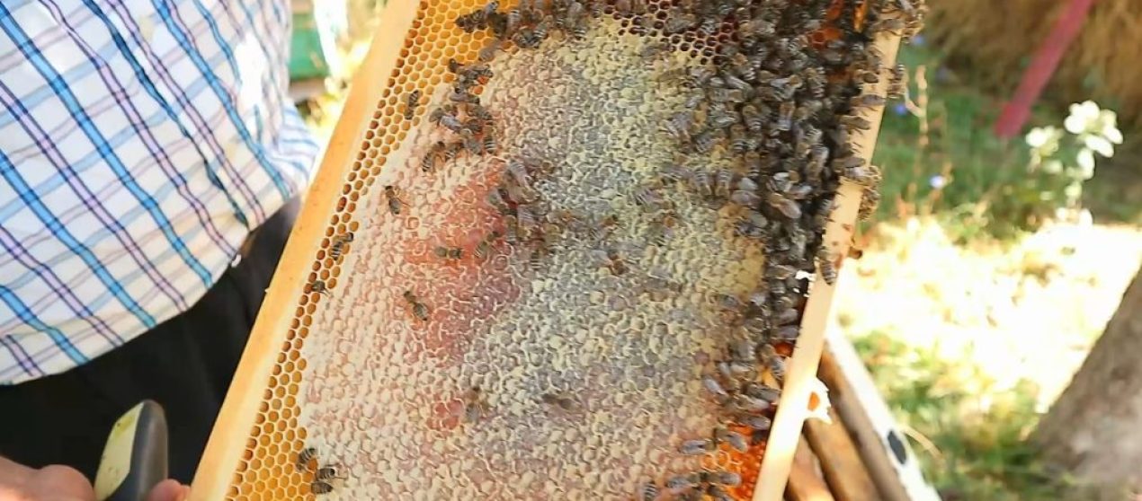 Jetojnë më pak, prodhojnë më pak: Çfarë po na tregojnë bletët për Shqipërinë