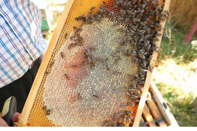 Jetojnë më pak, prodhojnë më pak: Çfarë po na tregojnë bletët për Shqipërinë