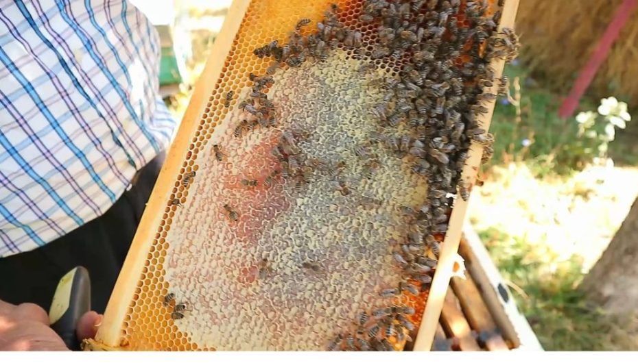 Jetojnë më pak, prodhojnë më pak: Çfarë po na tregojnë bletët për Shqipërinë